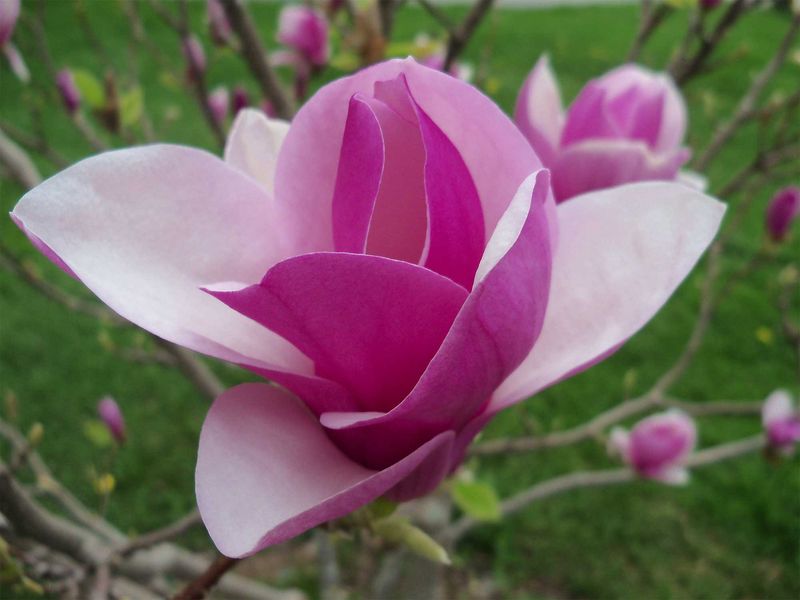 Magnolia-4