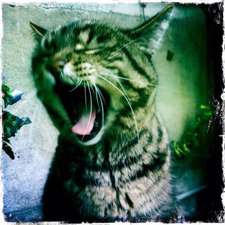 Cat-yawn