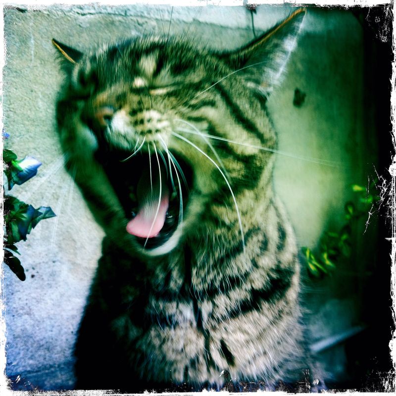 Cat-yawn