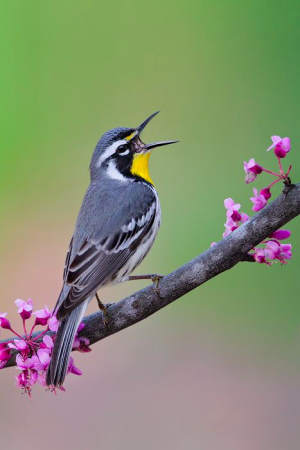 Yellow-throated-warbler