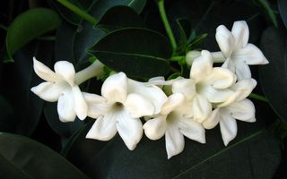 Jasmine-Flower-Wallpaper-HD-flowers-on-bucket-free-download-beautiful-hd