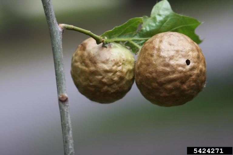 Oak-apples